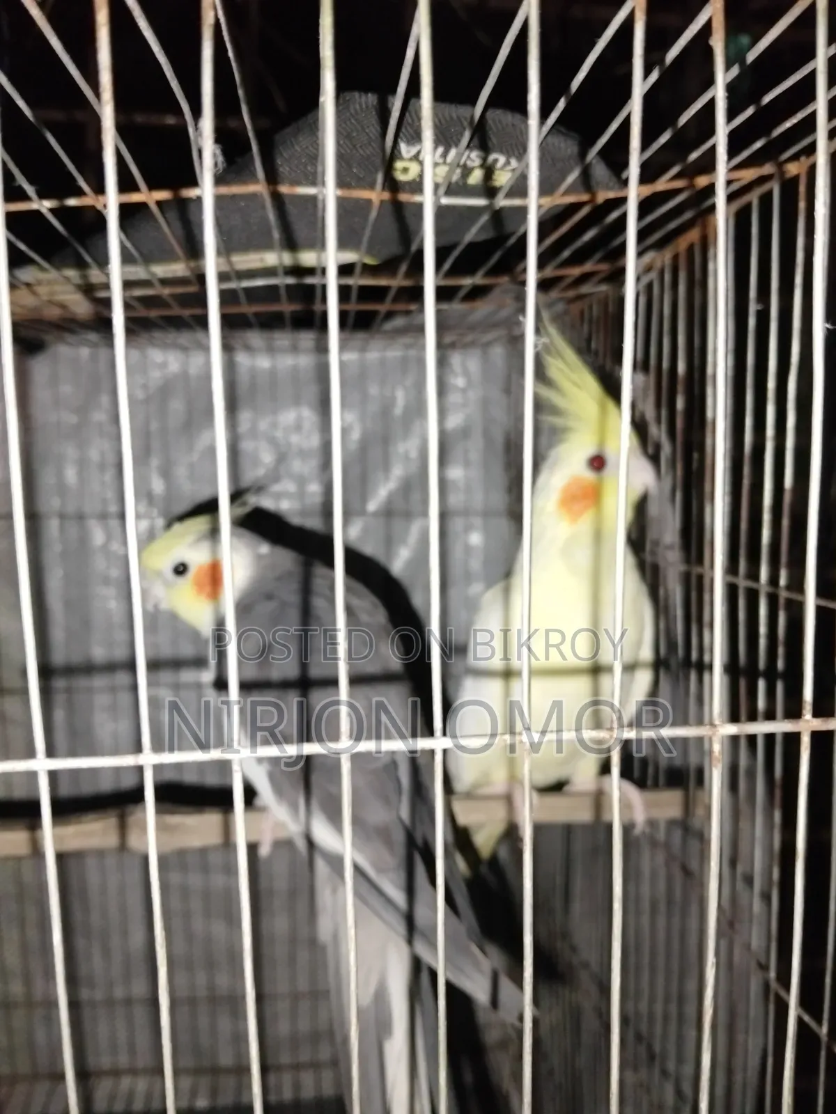 2 Bards Male and Female