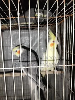 2 Bards Male and Female