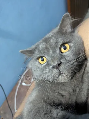 1+ Year Male Purebred British Shorthair
