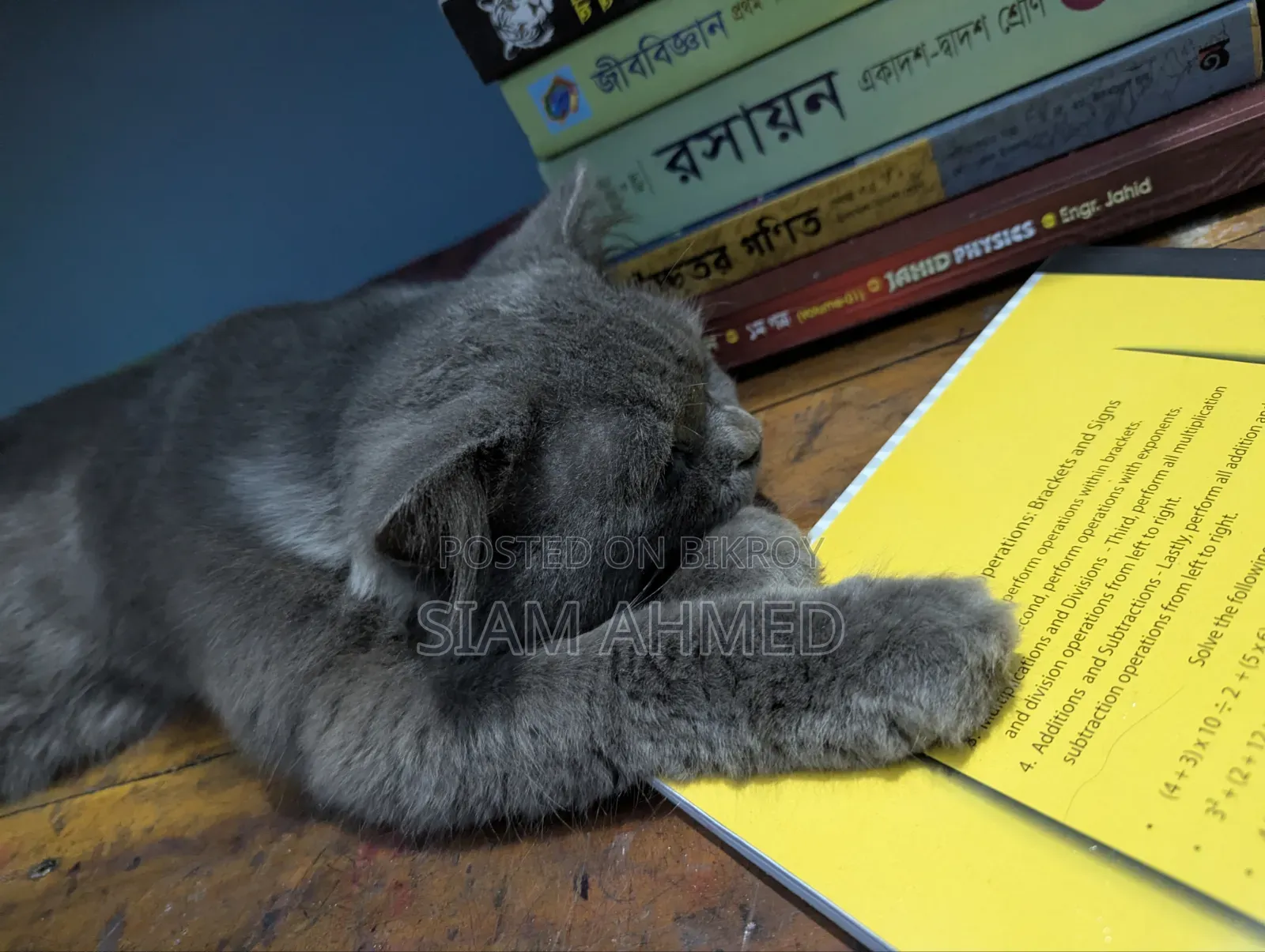 1+ Year Male Purebred British Shorthair