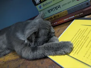 1+ Year Male Purebred British Shorthair