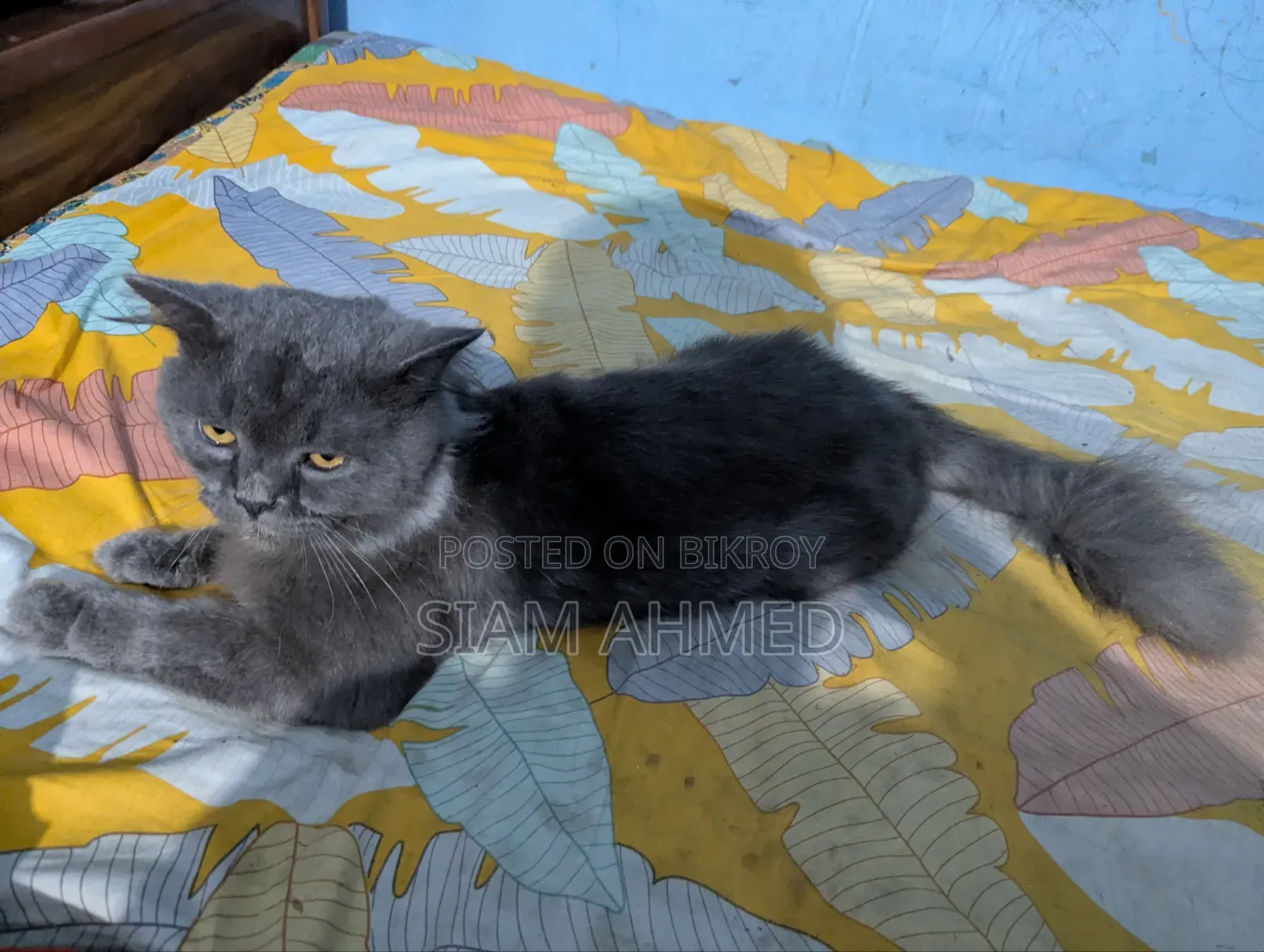 1+ Year Male Purebred British Shorthair
