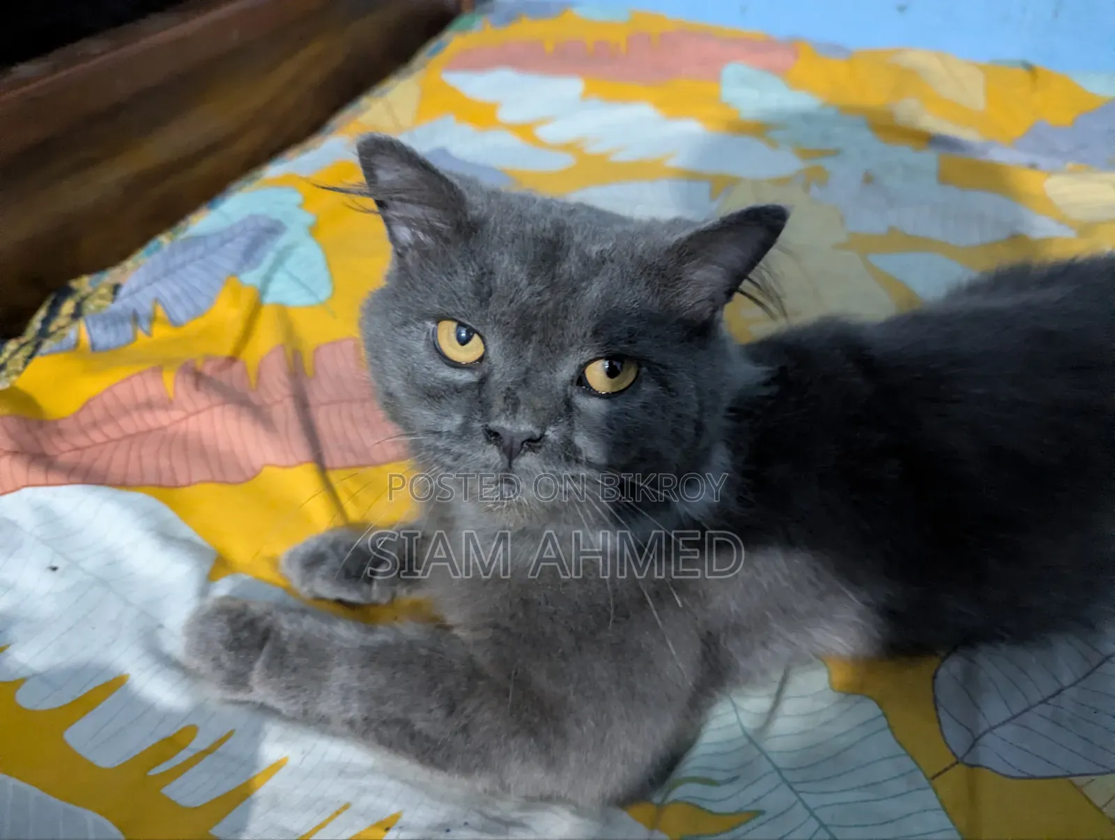 1+ Year Male Purebred British Shorthair
