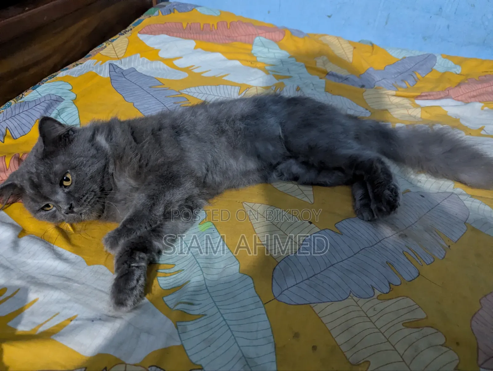 1+ Year Male Purebred British Shorthair