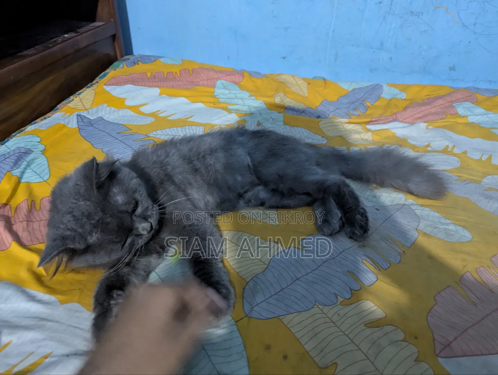 1+ Year Male Purebred British Shorthair