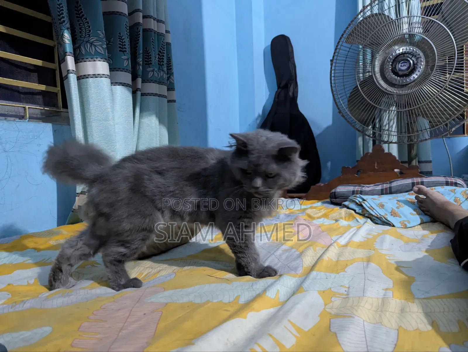 1+ Year Male Purebred British Shorthair