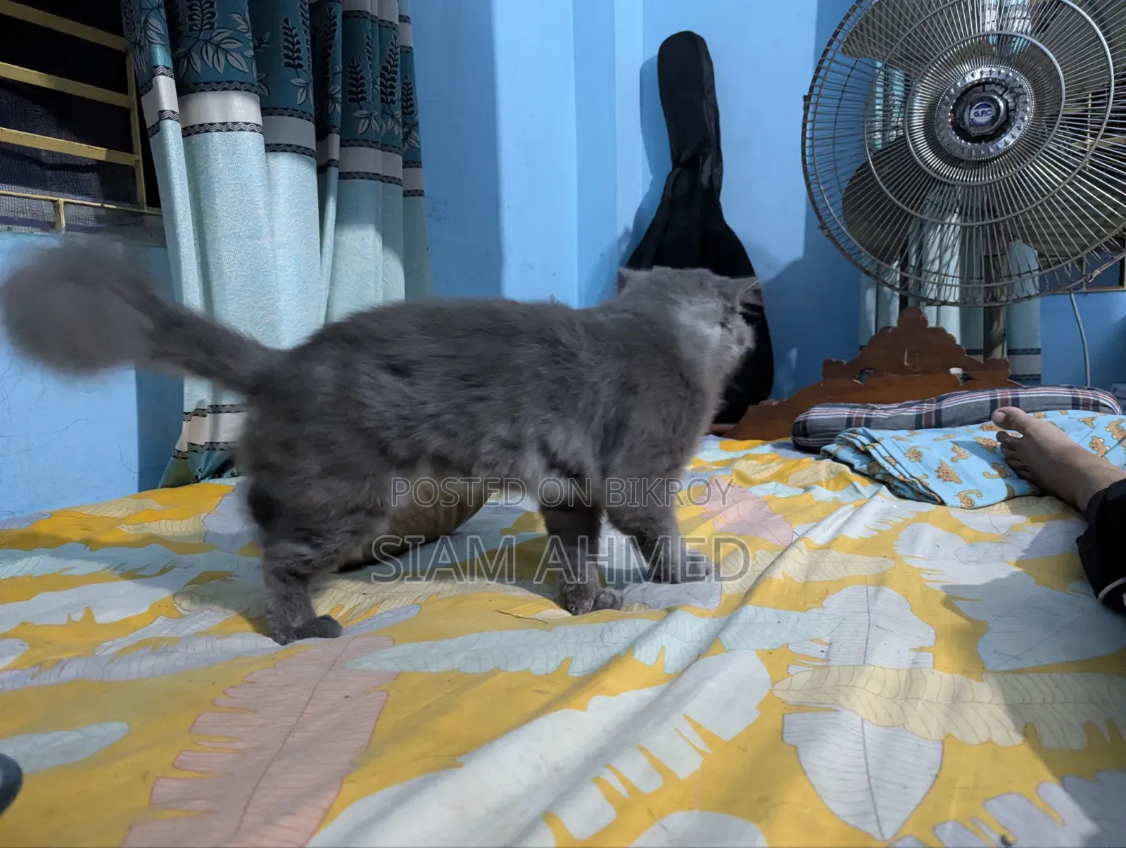 1+ Year Male Purebred British Shorthair