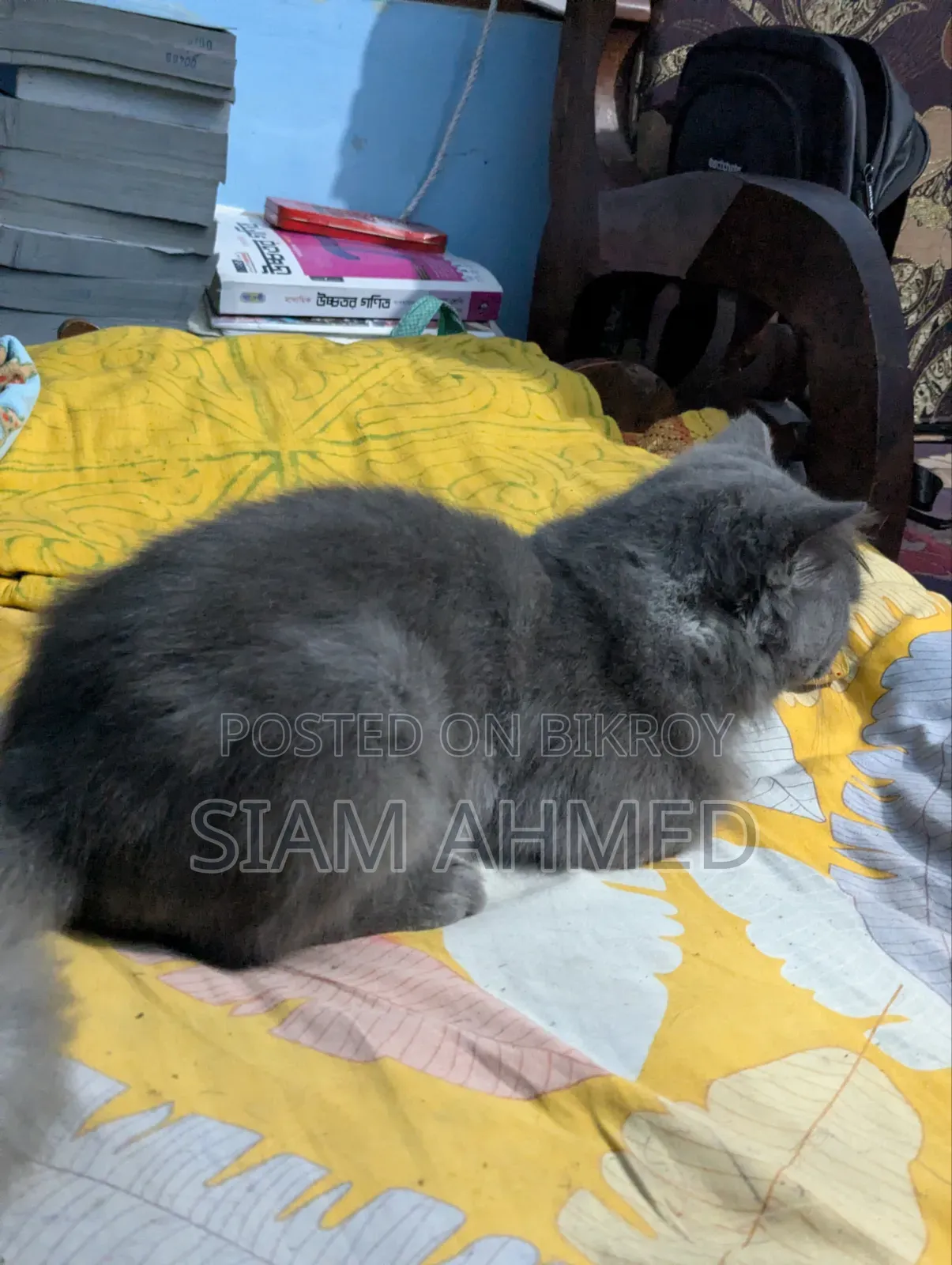 1+ Year Male Purebred British Shorthair
