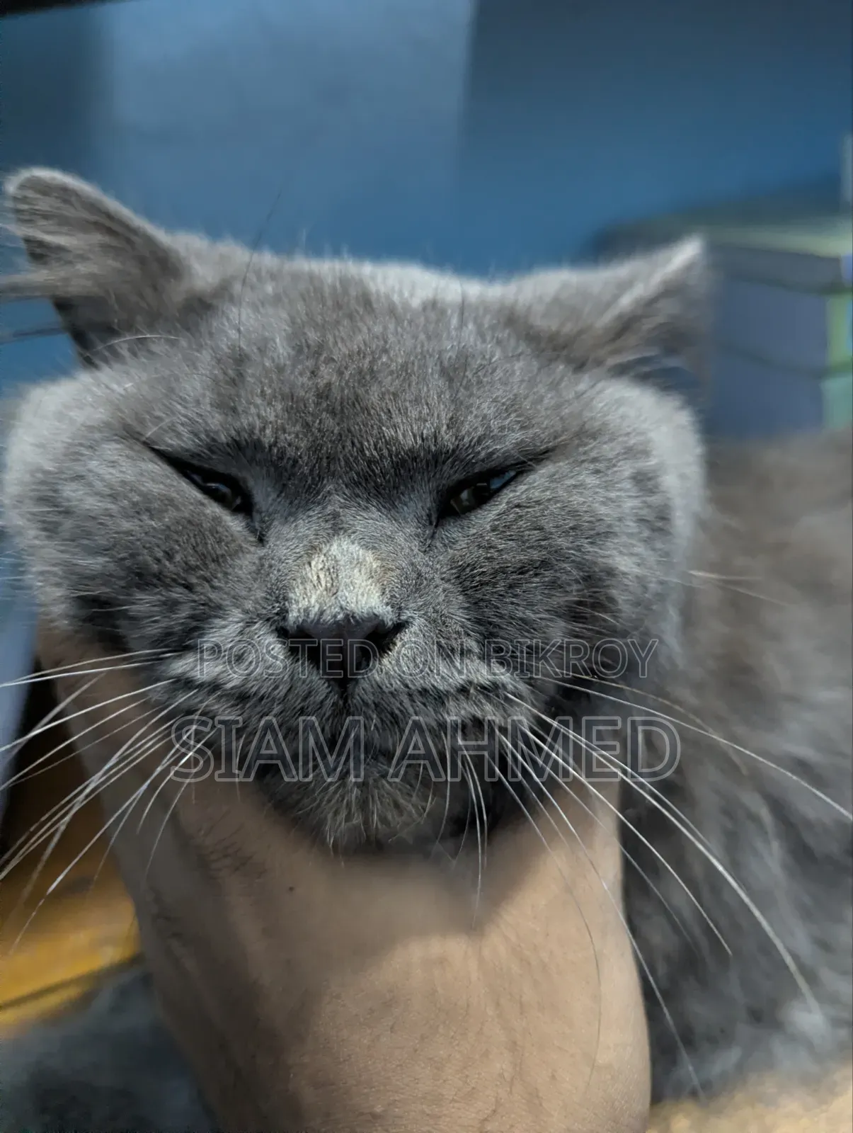 1+ Year Male Purebred British Shorthair