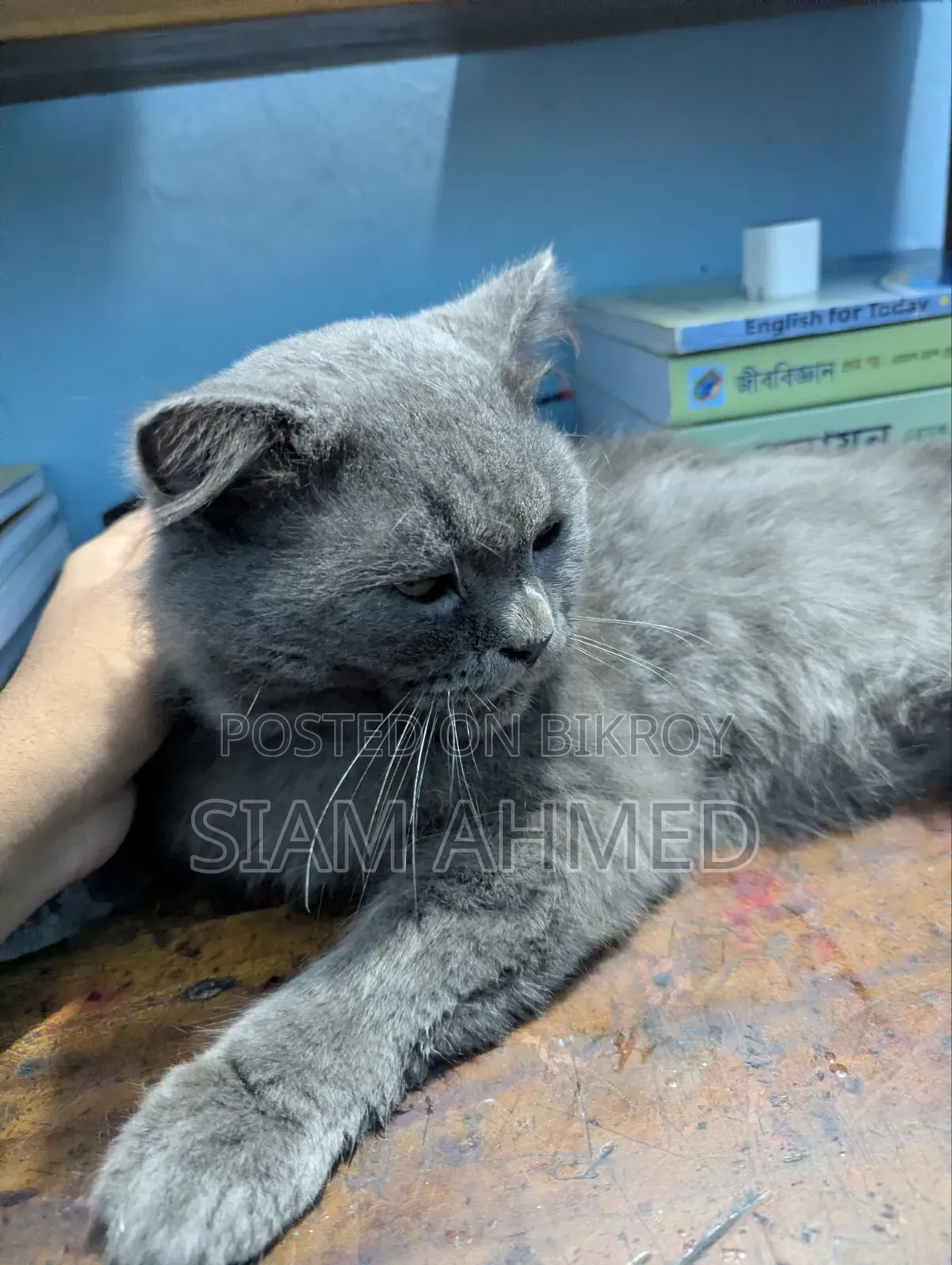 1+ Year Male Purebred British Shorthair