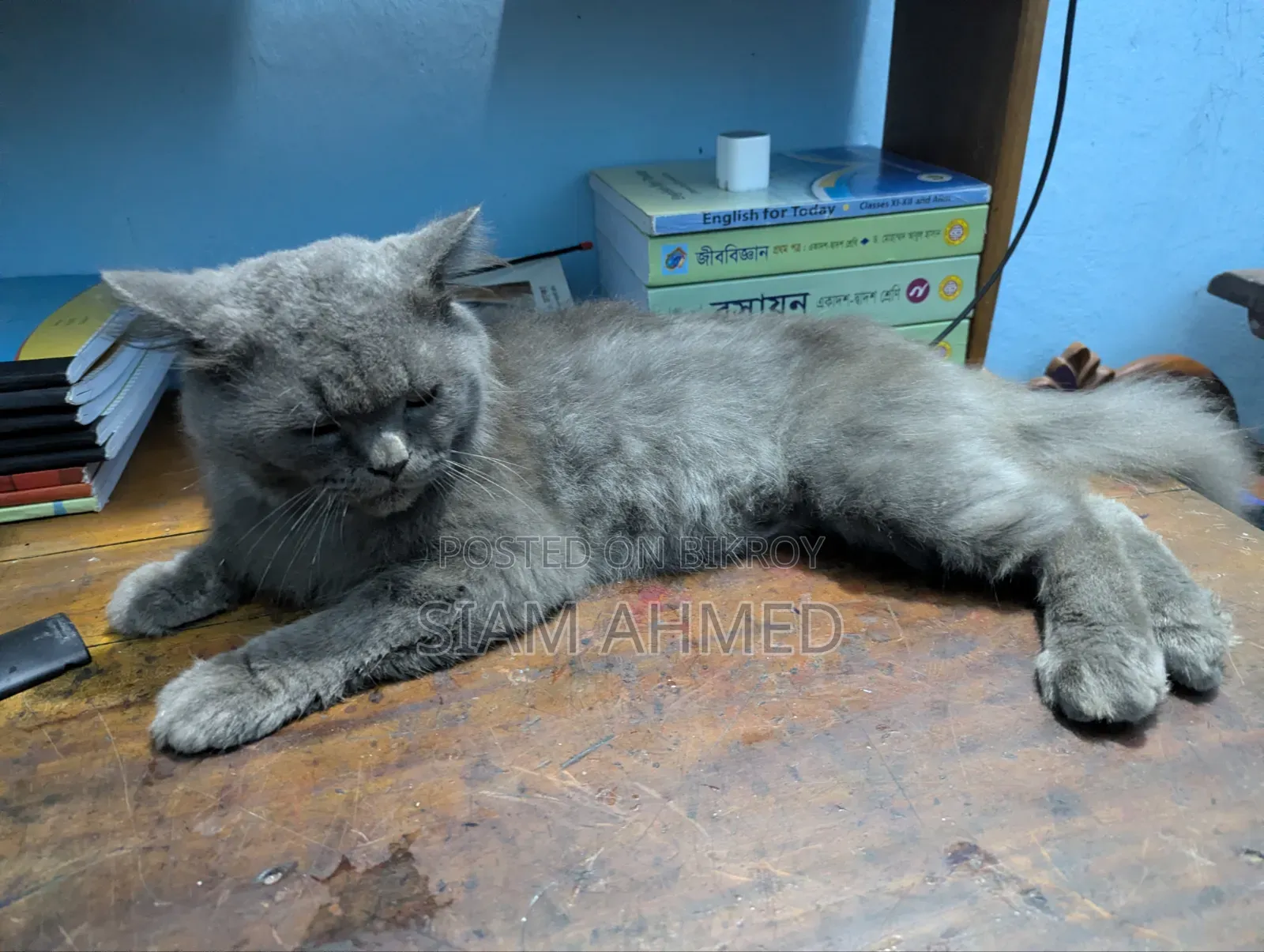 1+ Year Male Purebred British Shorthair