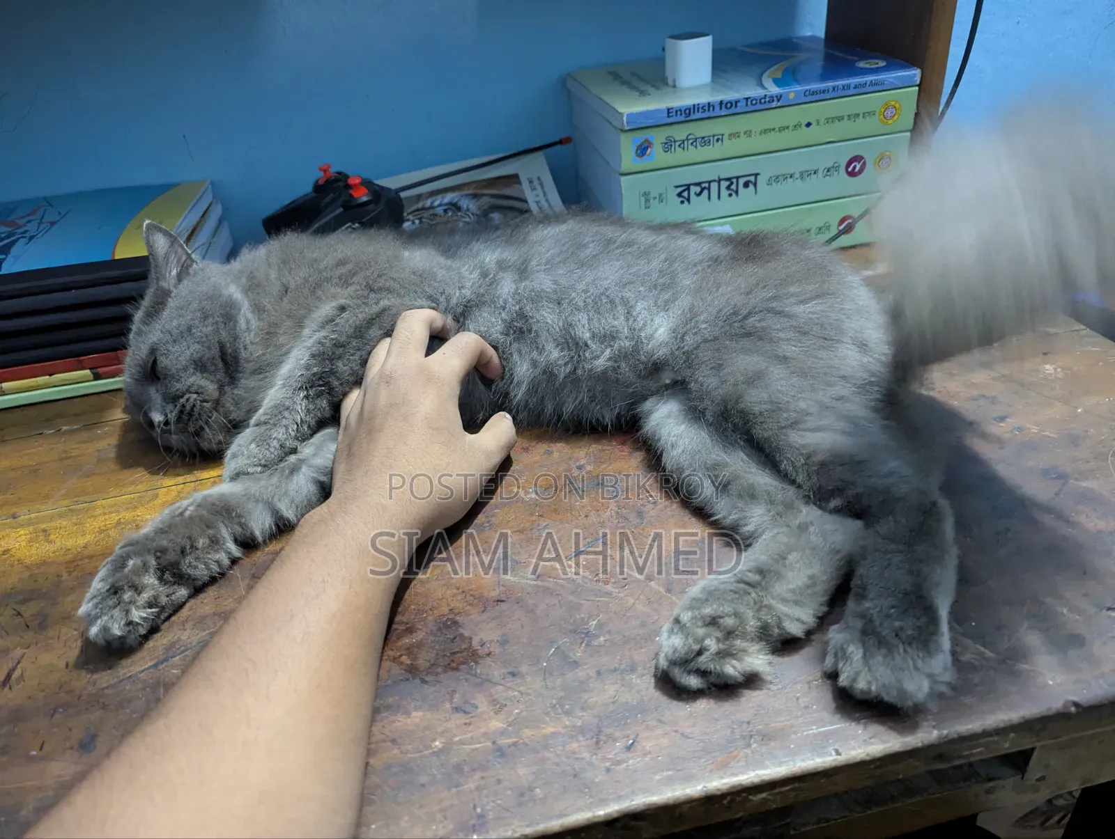 1+ Year Male Purebred British Shorthair