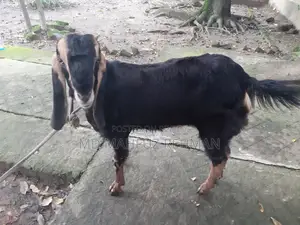 হরিয়ানা জাতের প্রেগন্যান্ট ছাগি