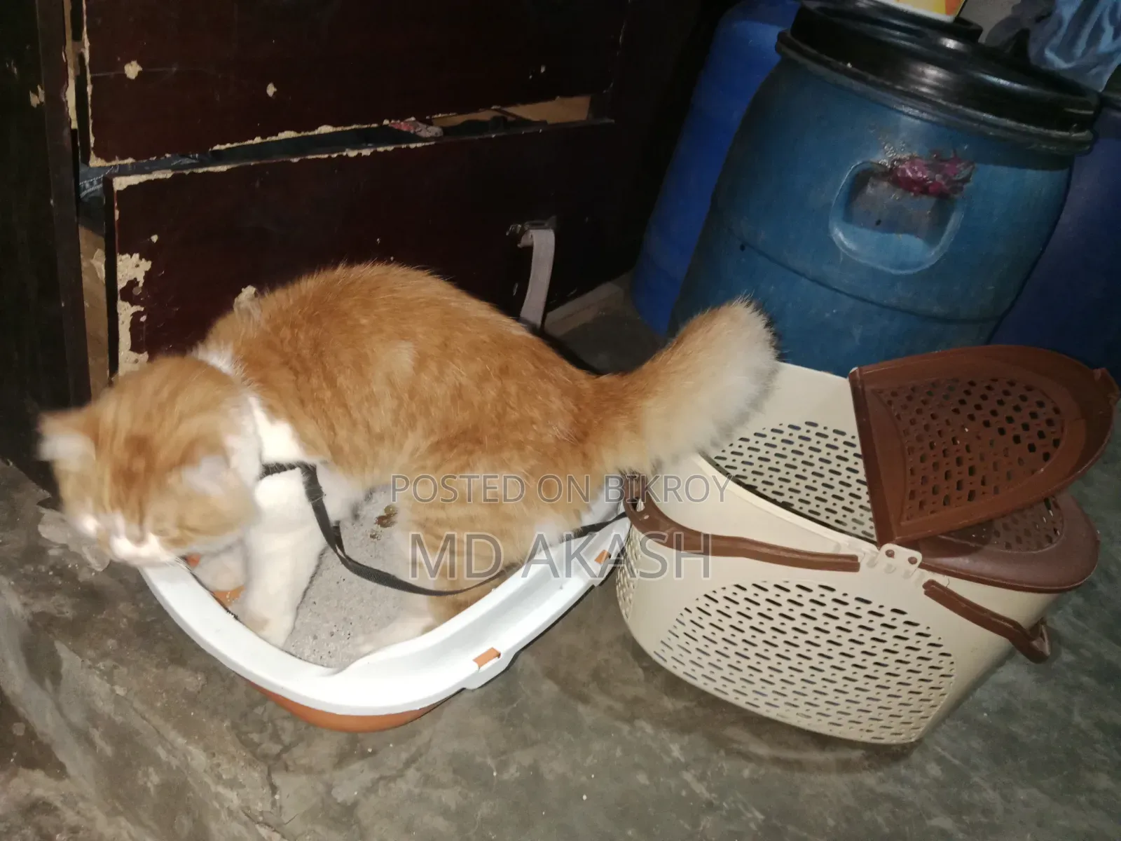 3-6 Months Male Purebred Persian
