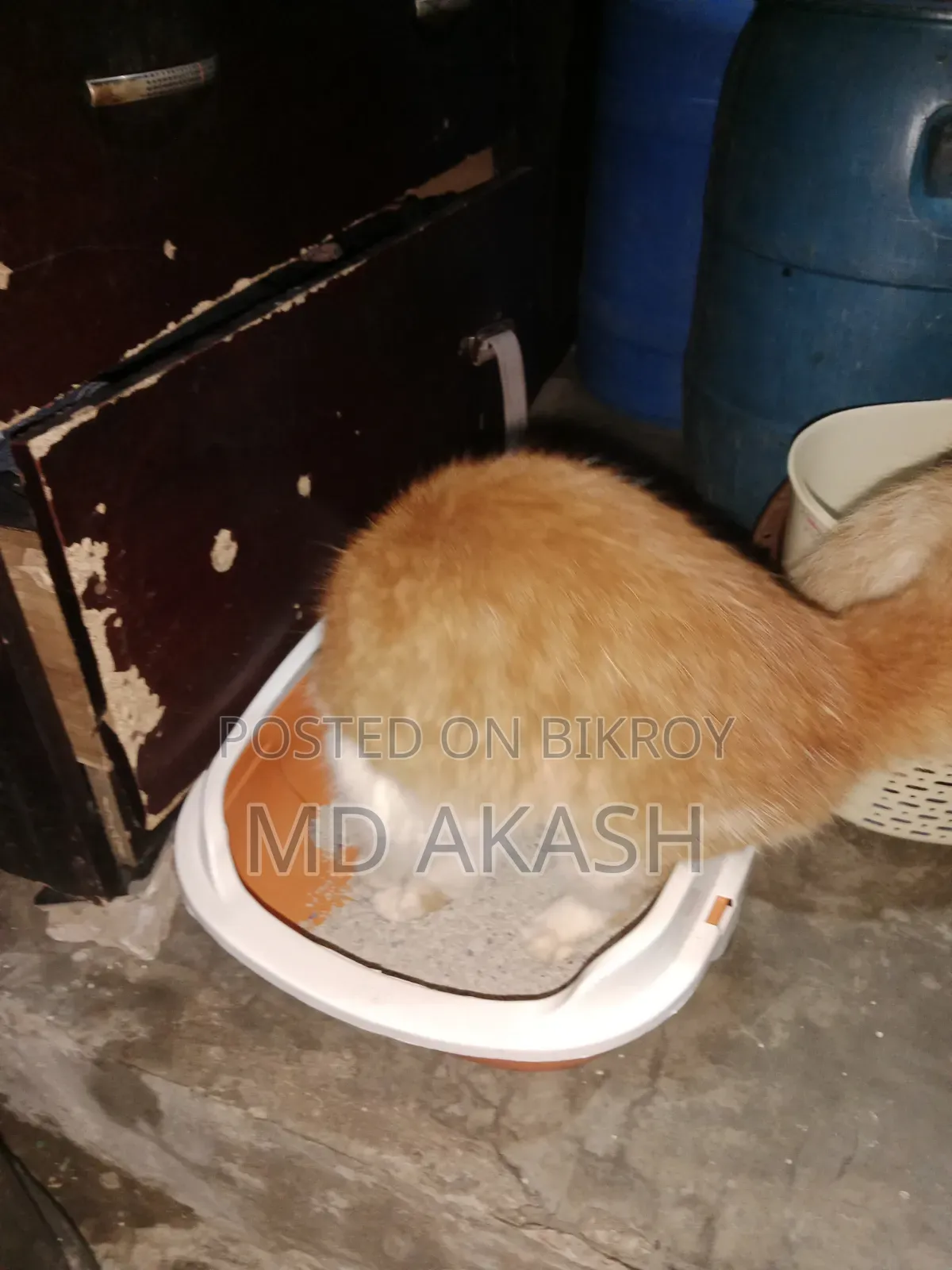 3-6 Months Male Purebred Persian