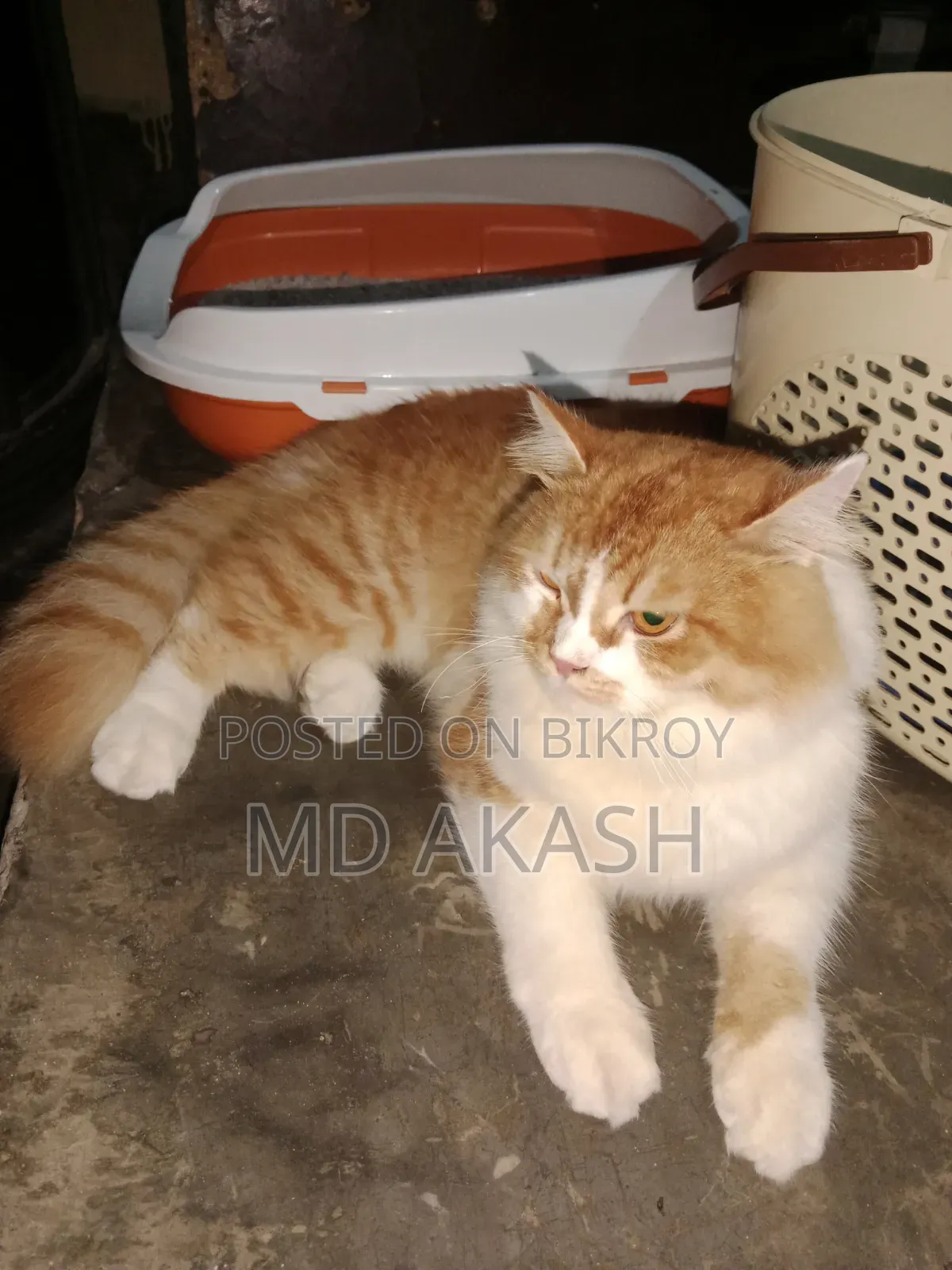 3-6 Months Male Purebred Persian