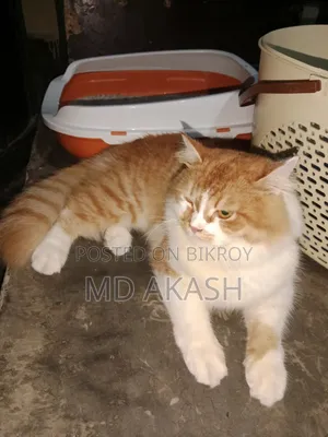 3-6 Months Male Purebred Persian
