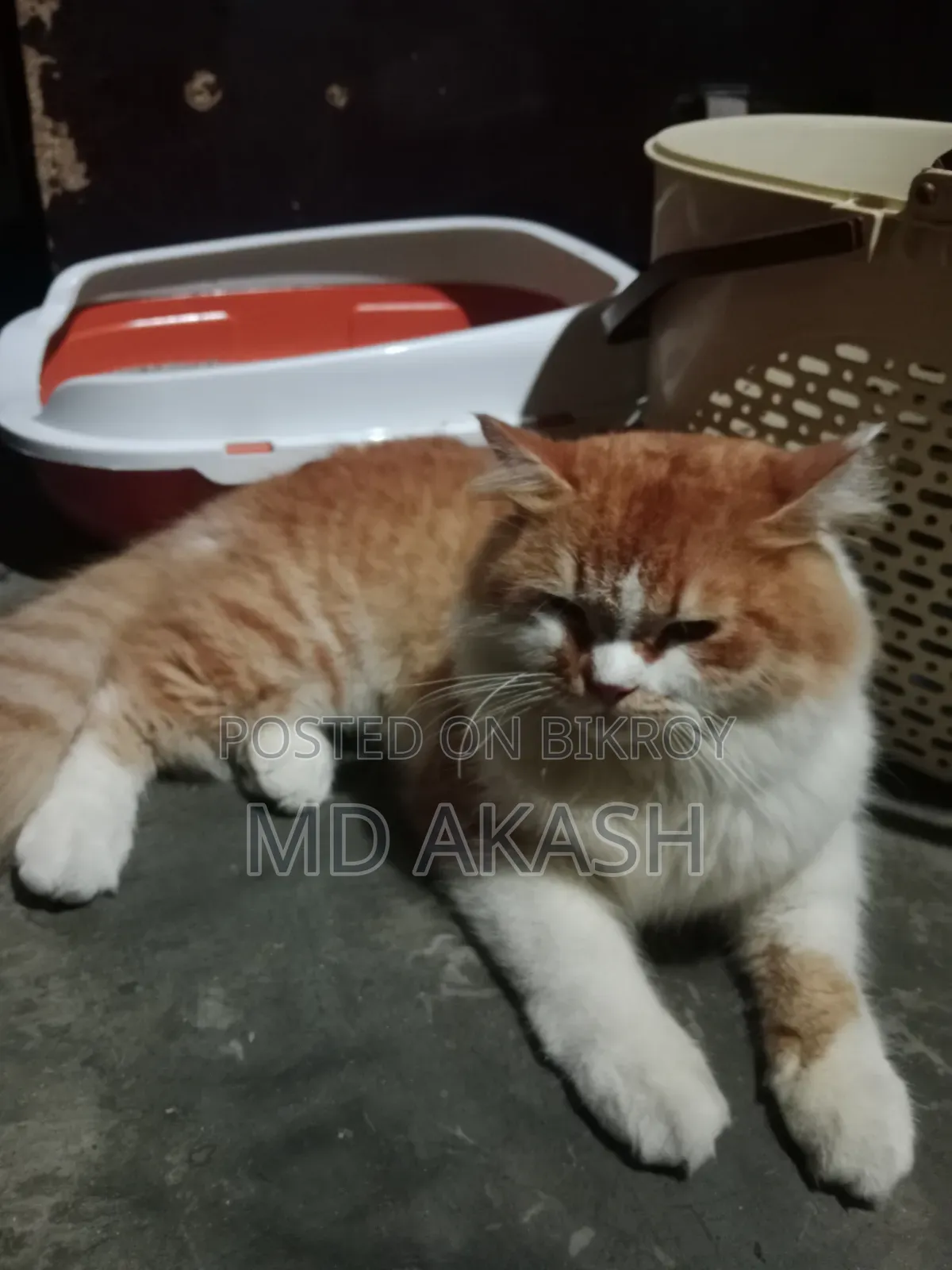 3-6 Months Male Purebred Persian
