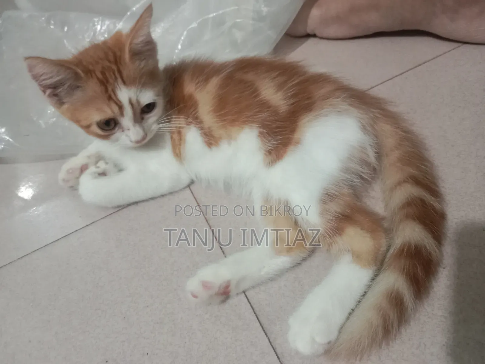 1-3 Months Male Mixed Breed British Shorthair