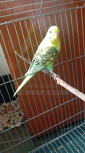 An Adult Female Budgerigar Bird Will Be Sold