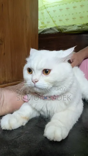 6-12 Months Male Purebred Persian