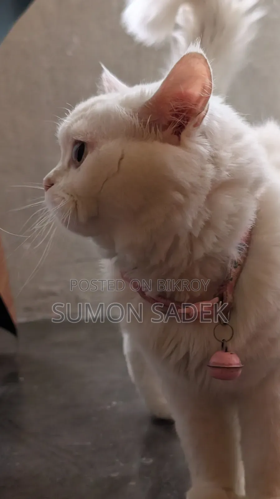 6-12 Months Male Purebred Persian