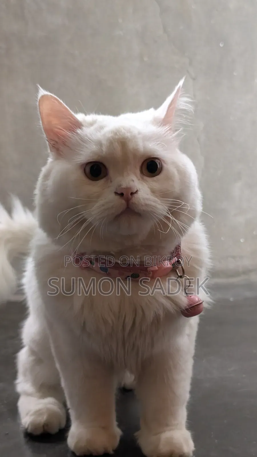 6-12 Months Male Purebred Persian