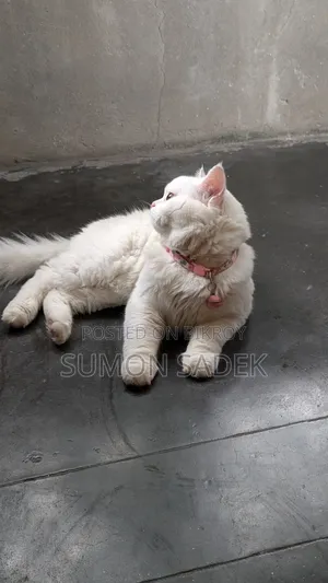 6-12 Months Male Purebred Persian