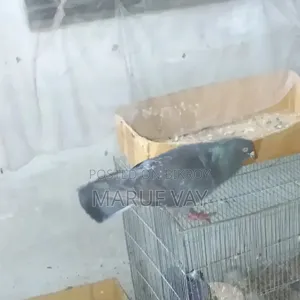 ডাকচেকার রেছার