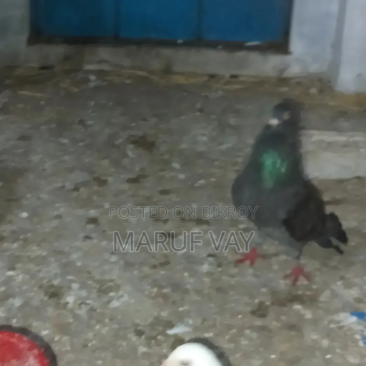 ডাকচেকার রেছার