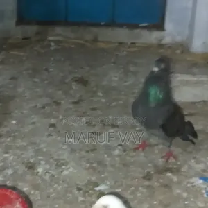 ডাকচেকার রেছার