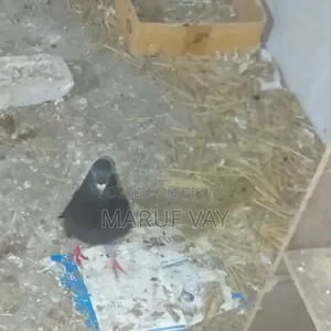 ডাকচেকার রেছার