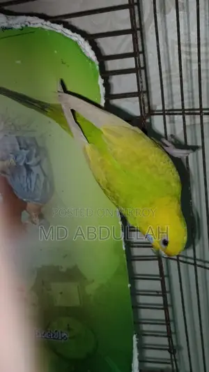 Master Pair Budgerigar