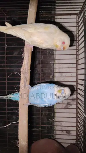 Master Pair Budgerigar