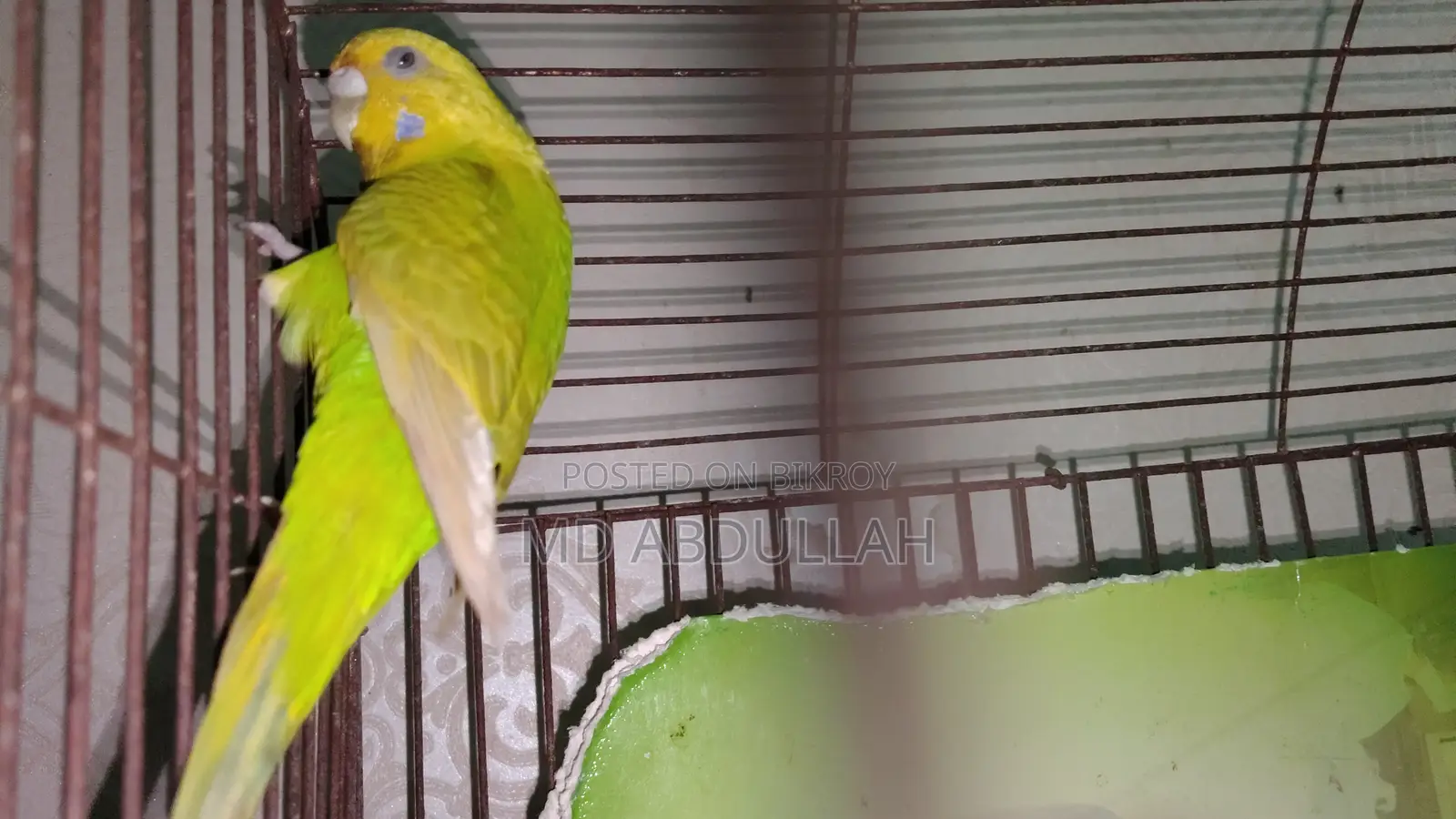 Master Pair Budgerigar
