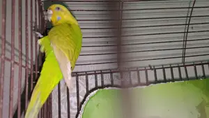 Master Pair Budgerigar