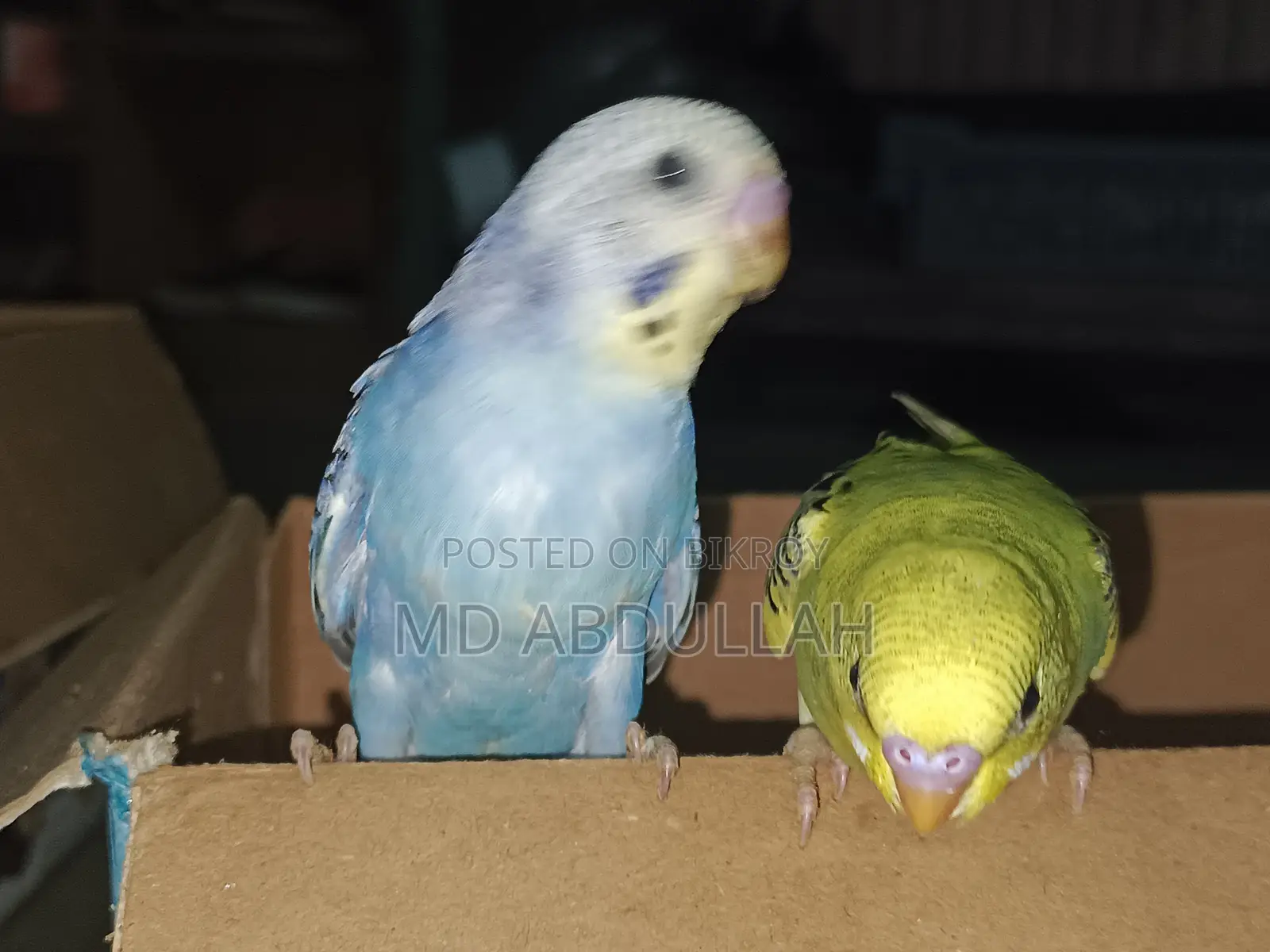 Master Pair Budgerigar