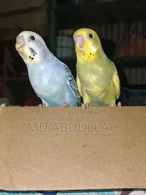 Master Pair Budgerigar