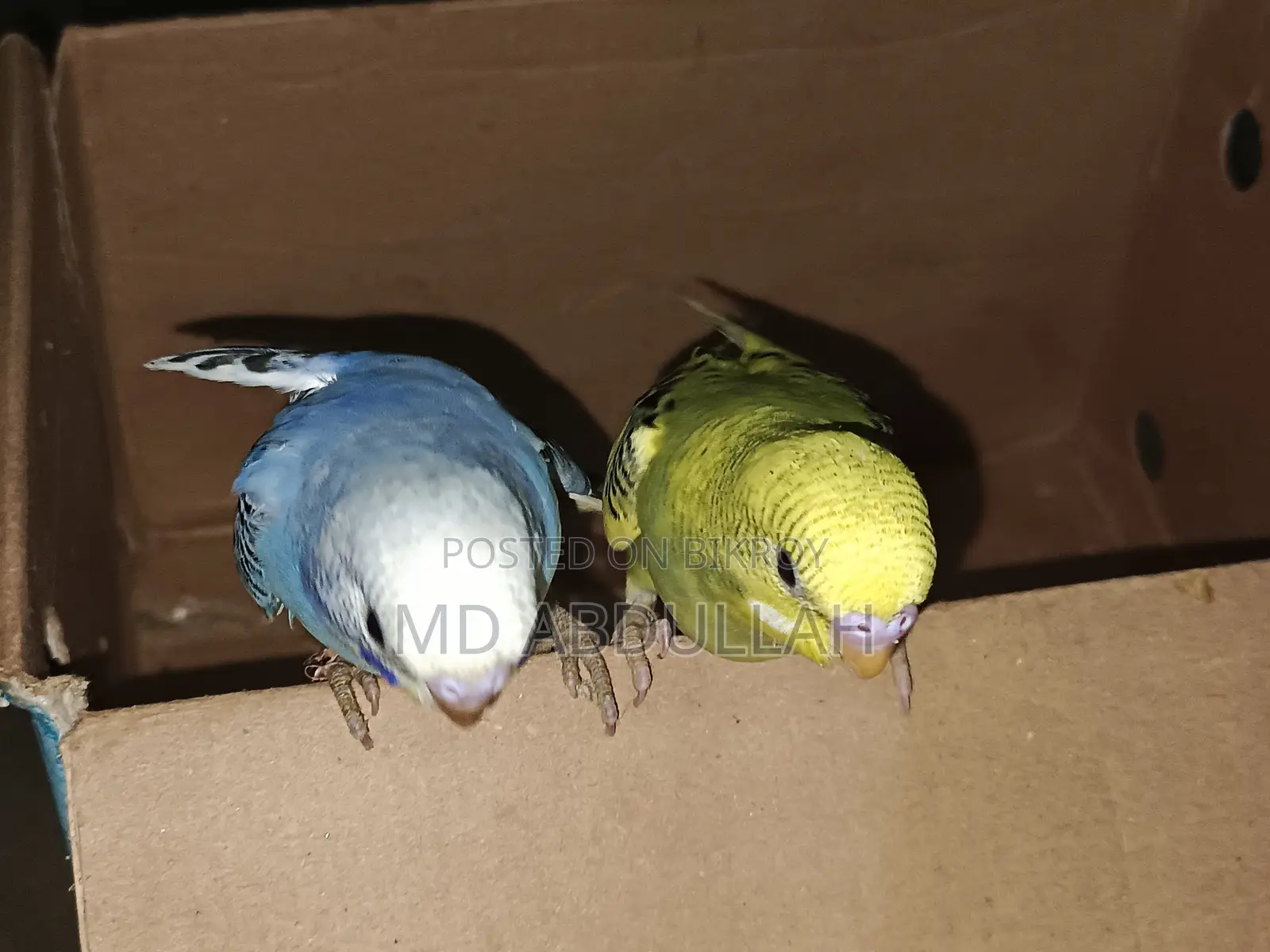 Master Pair Budgerigar