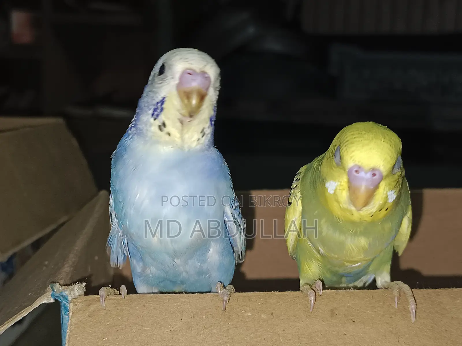 Master Pair Budgerigar