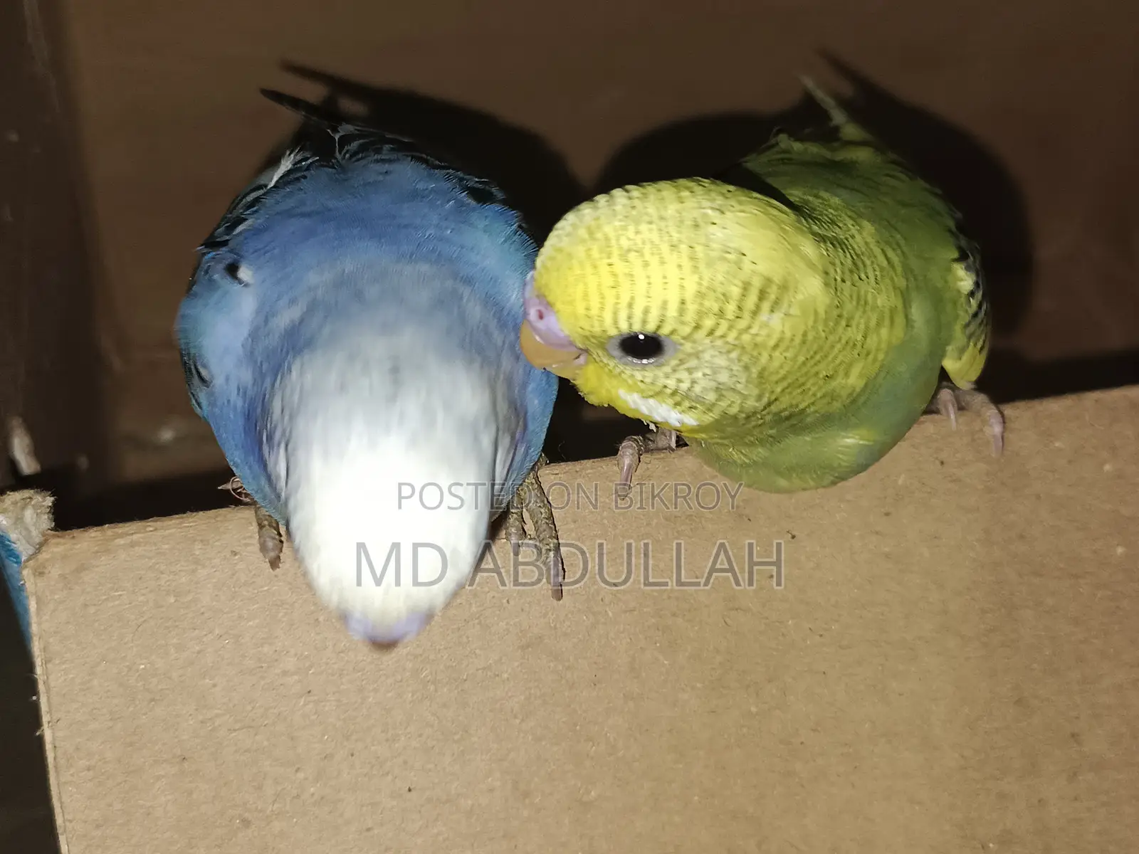 Master Pair Budgerigar