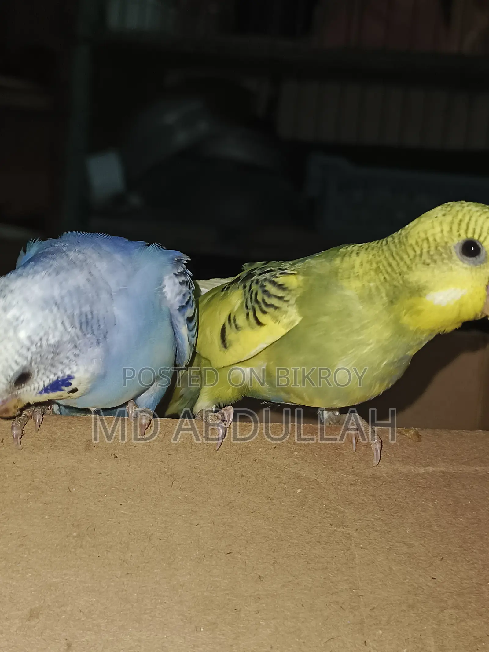 Master Pair Budgerigar