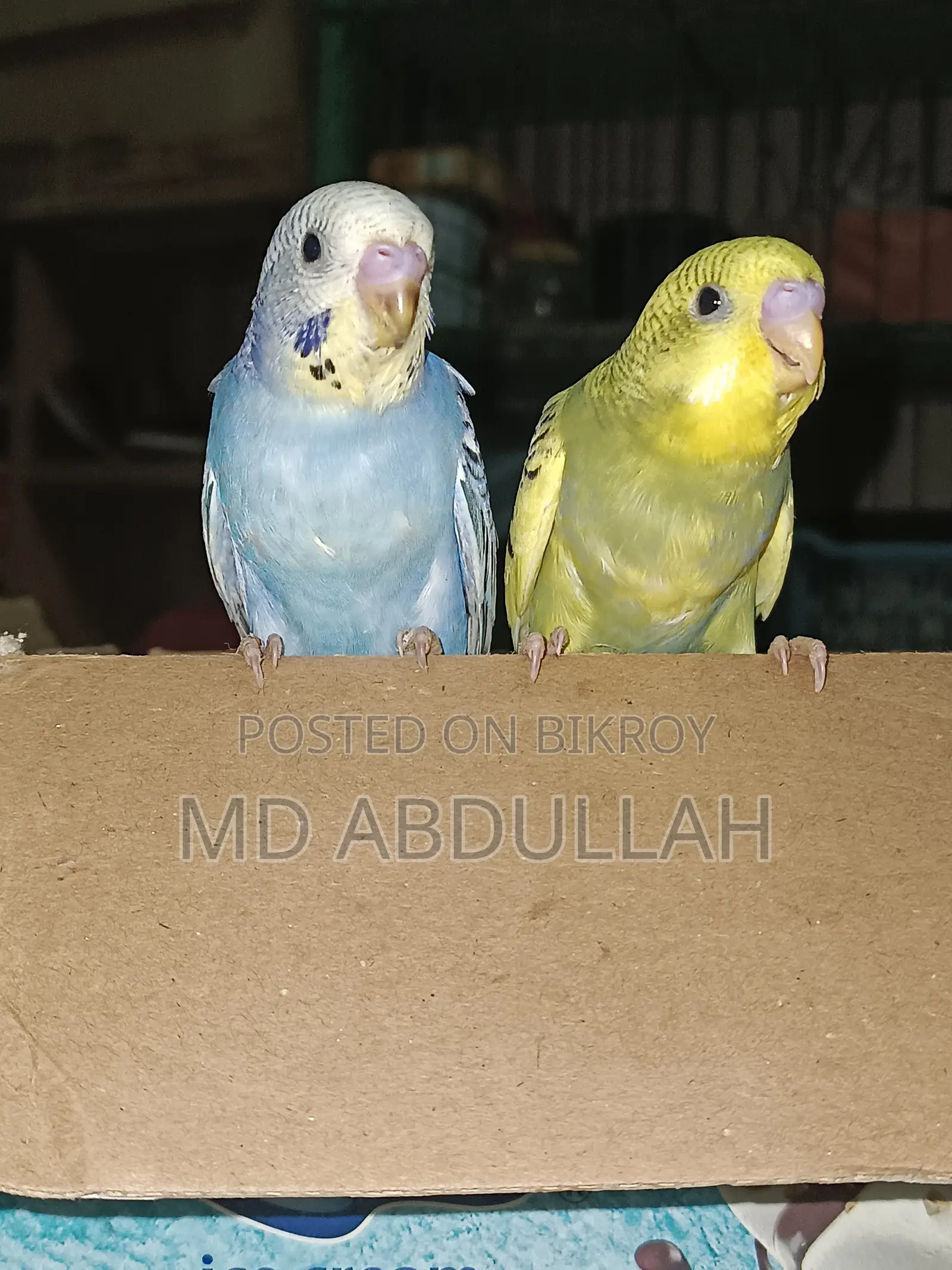Master Pair Budgerigar