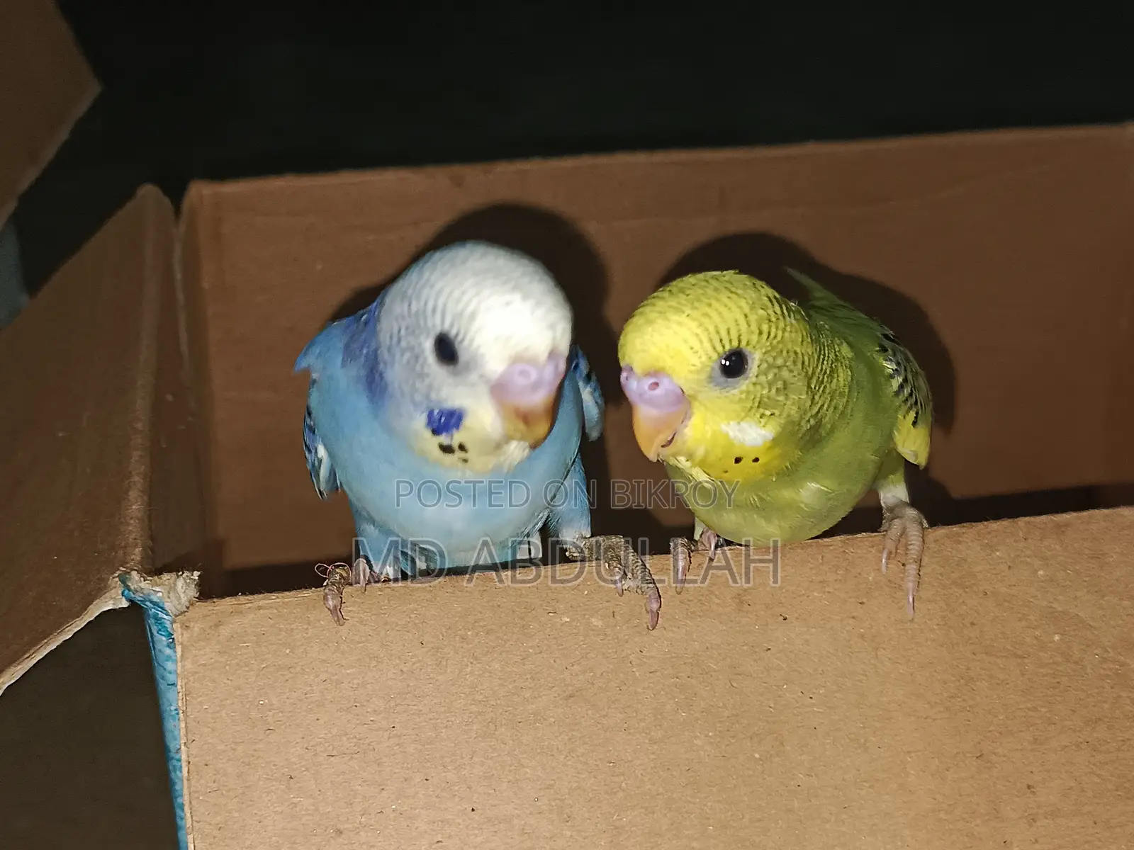 Master Pair Budgerigar