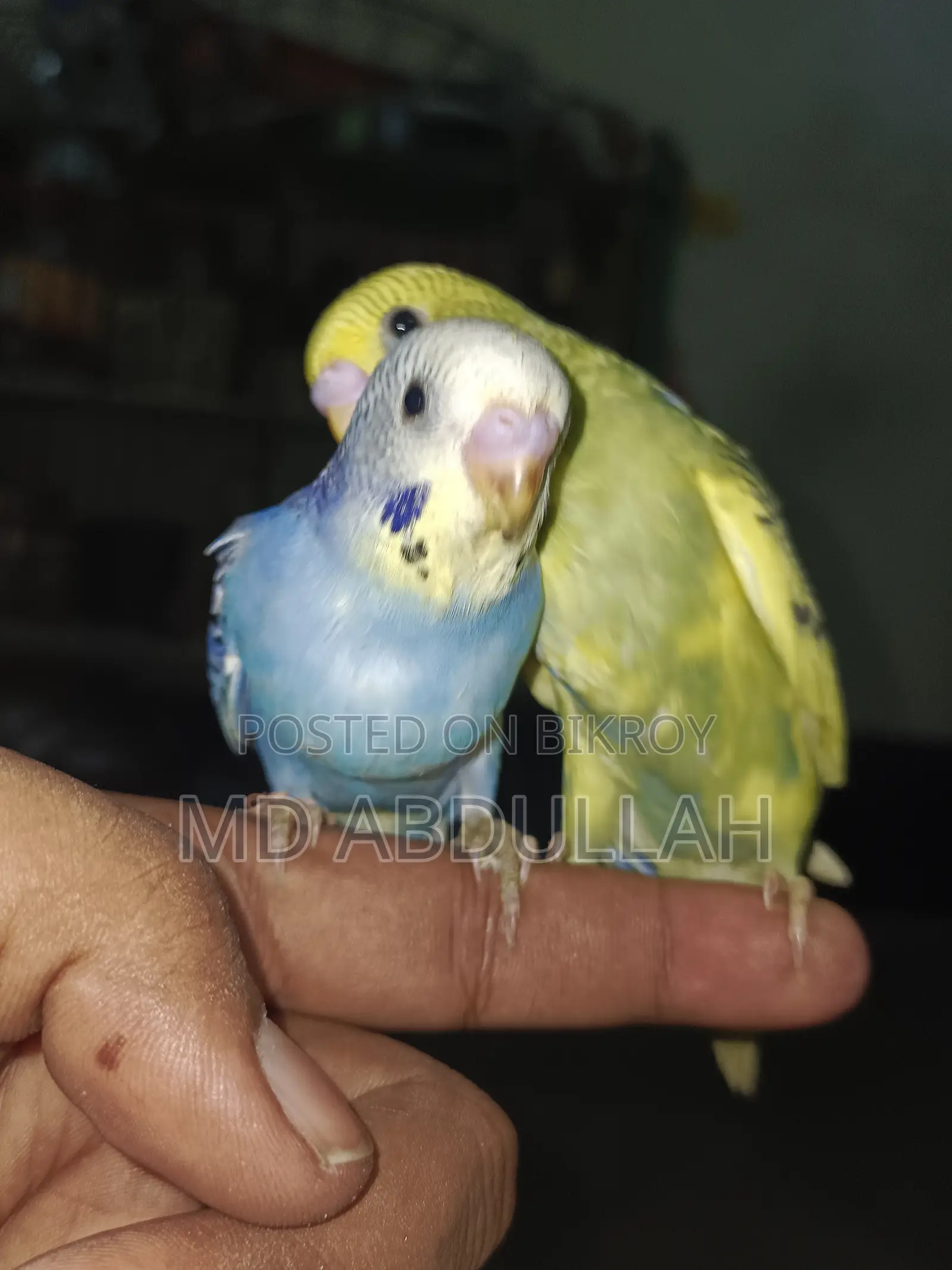 Master Pair Budgerigar