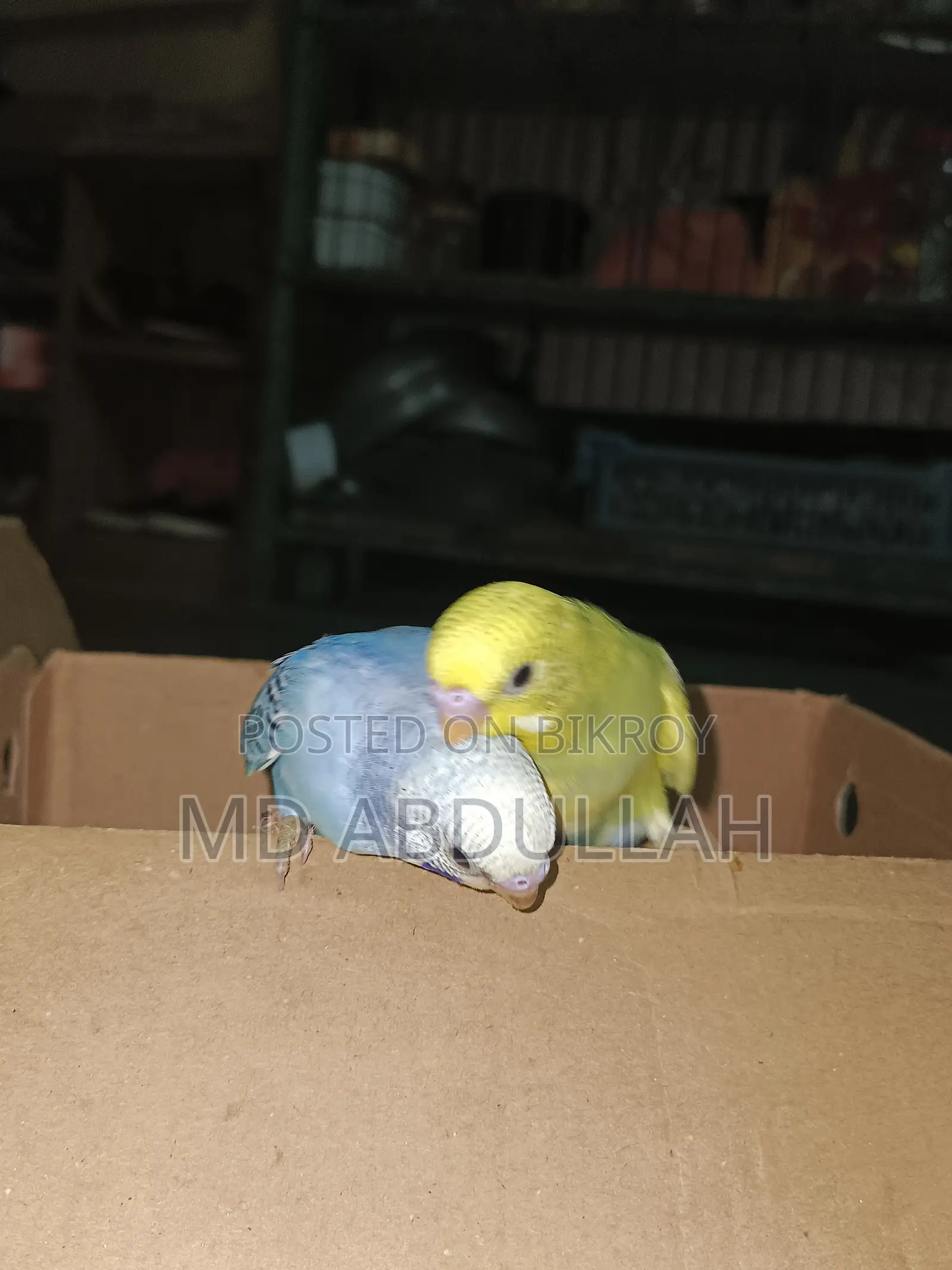 Master Pair Budgerigar