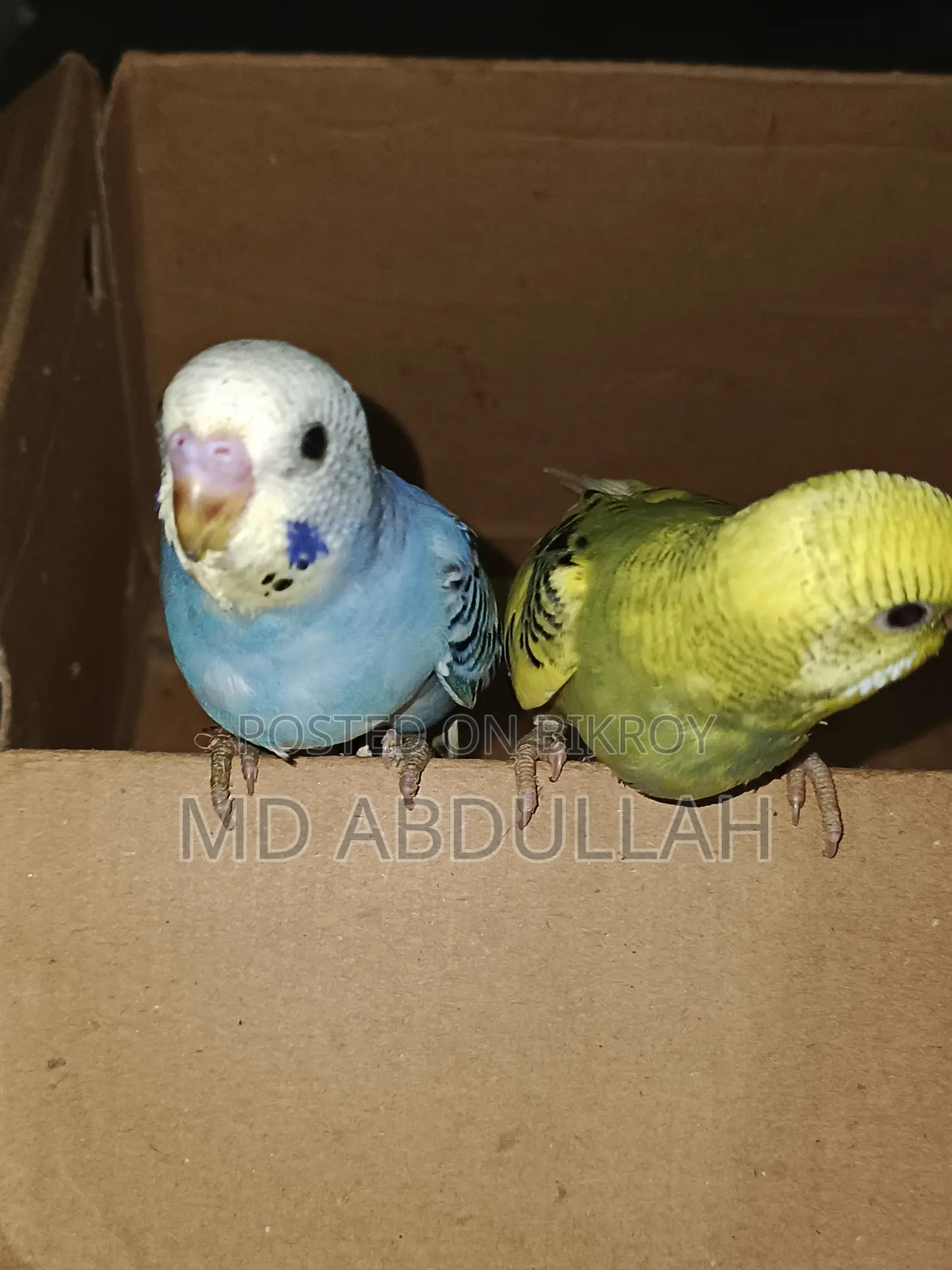 Master Pair Budgerigar