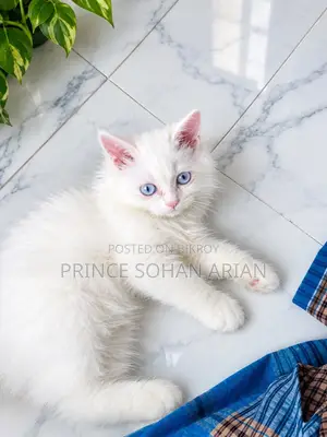 ১-৩ মাসের ফিমেল পিউরব্রেড পার্সিয়ান