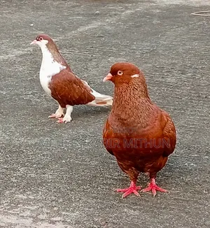 সো কিং নর ও সিরাজি মাদি কবুতর