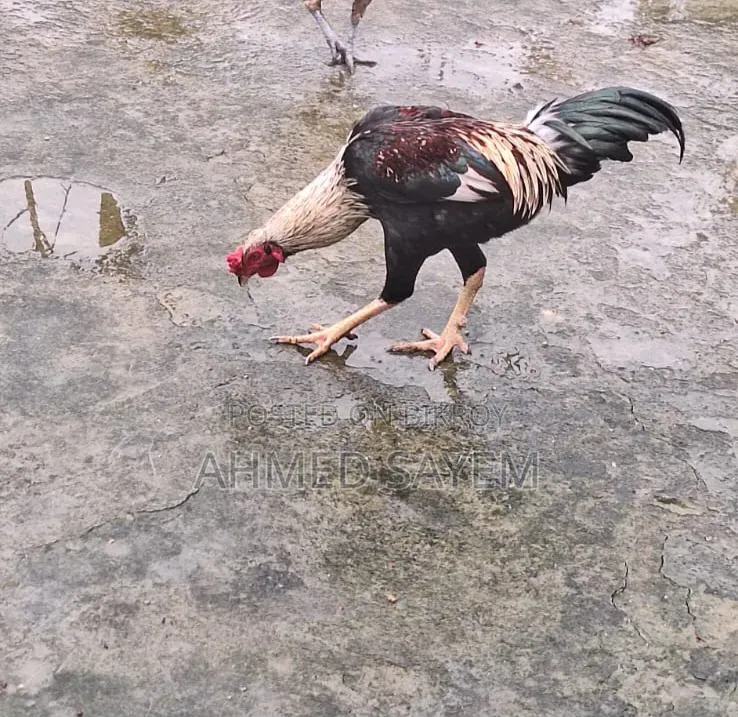 দেশি মুরগা বিক্রয় হবে
